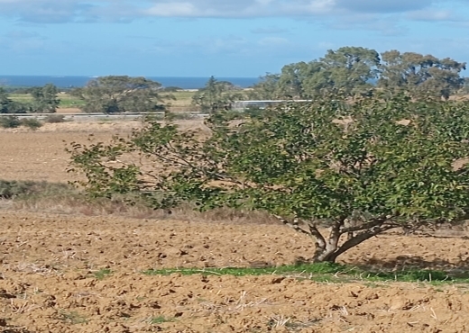 Terrain agricole, Route Ras Jebel ↔ Rafraf