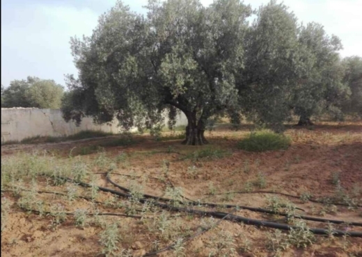 terrain agricole