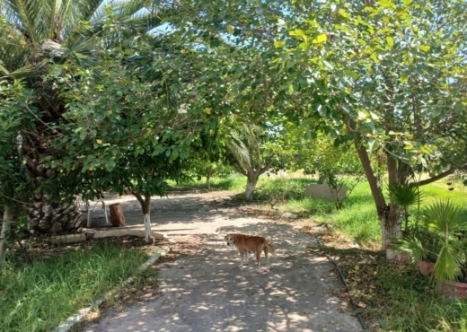 A Vendre Ferme + 2 Maison a Zaghouan