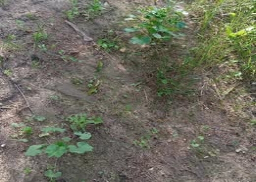 🌿 Terrain 1021 m² à Rafraf, Vue Mer