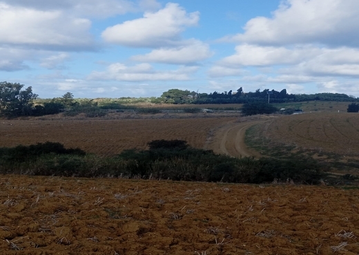 Terrain agricole, Route Ras Jebel ↔ Rafraf