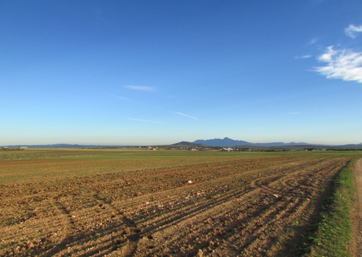 40 hectares pour la plantation d'o