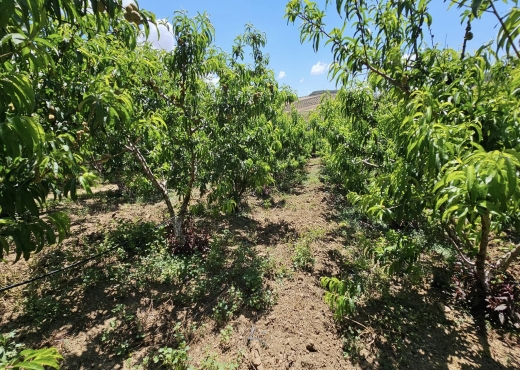 A Vendre Ferme + Villa à Bizerte