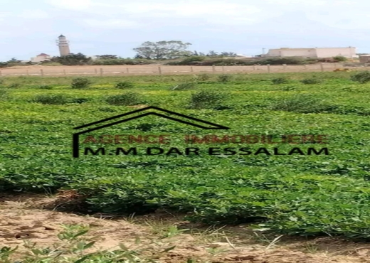 terrain contenant des arbres