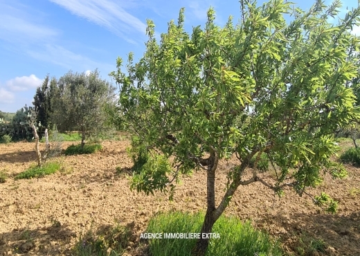 ferme À Vendre à NABEUL - campagne a boushem - Immobiliere.tn - Photo 2