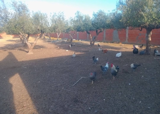 للبيع قطعة أرض في السعيدة-وادي الليل