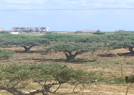 260m hamammet sud la plage