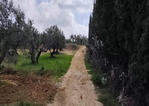 terrain À Vendre à MONASTIR - A vendre terrain agricole a Ksar Hlel - Immobiliere.tn - Photo 2