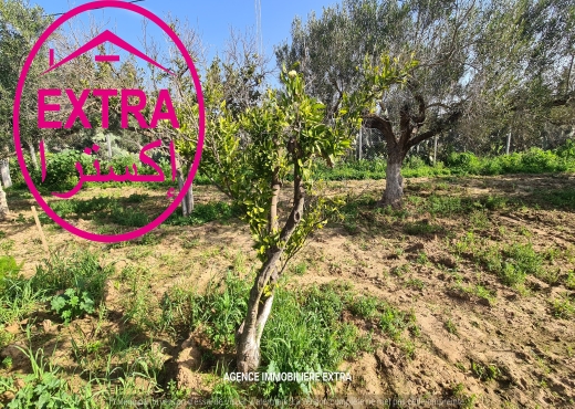 Vente Ferme clôturé à Dharoufa