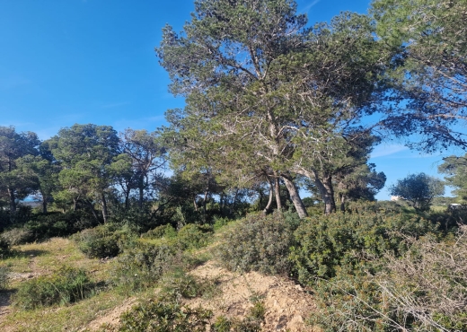Terrain à Gammarth – El Marsa