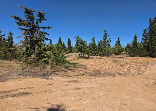 🌳Terrain Agricole à Sidi Bou Ali