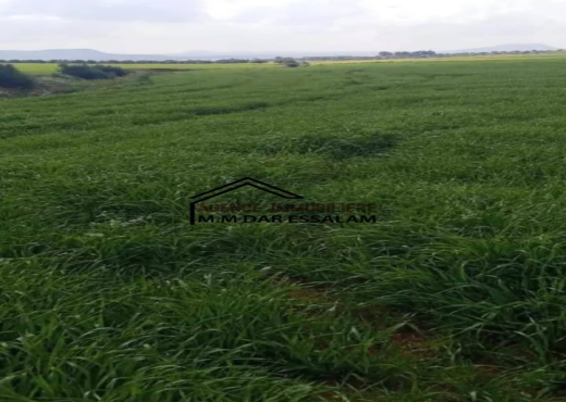 terrain agricole à vendre