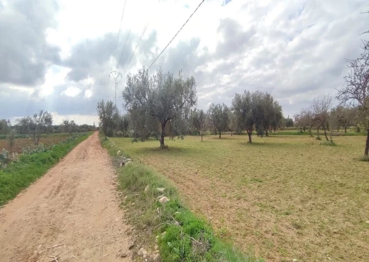 terrain À Vendre à MONASTIR - Terrain agricole à Moknine - Immobiliere.tn - Photo 7