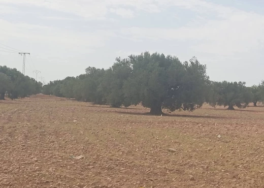 ferme À Vendre à SFAX - A Vendre ferme avec maison Sfax - Immobiliere.tn - Photo 6