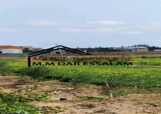 terrain contenant des arbres