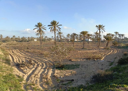 A Vendre Terrain 12511 m² a Midoun