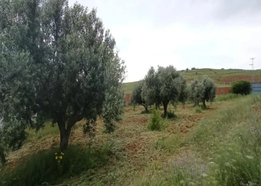 terrain À Vendre à ZAGHOUAN - terrain à vendre comprenant une villa - Immobiliere.tn - Photo 4