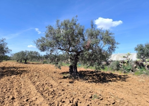 terrain À Vendre à MONASTIR - A vendre terrain agricole a - Immobiliere.tn - Photo 4