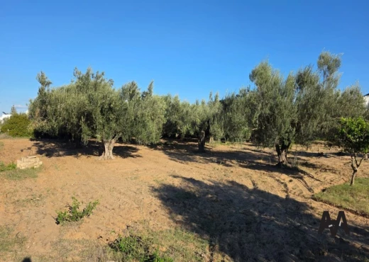 terrain À Vendre à NABEUL - Terrain Agricole 4 002 m²– Nabeul - Immobiliere.tn - Photo 4