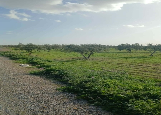 terrain À Vendre à ZAGHOUAN - TERRAIN AGRICOLE A VENDRE - Immobiliere.tn