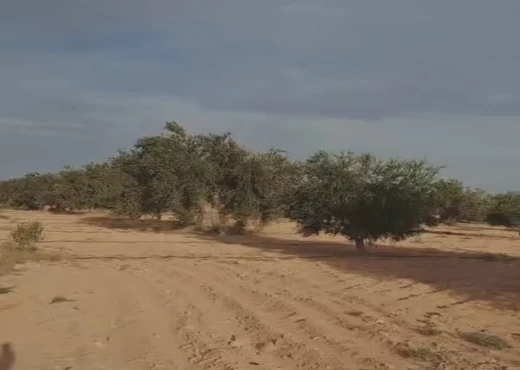 terrain À Vendre à SFAX - A Vendre terrain agricole Sfax - Immobiliere.tn - Photo 2