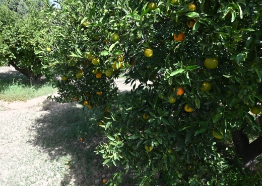 A vendre une ferme à Nabeul