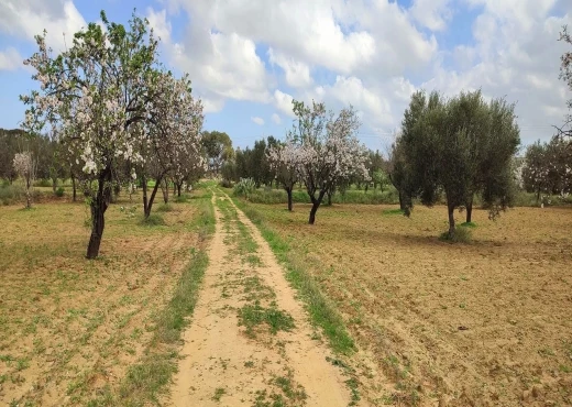 terrain À Vendre à MONASTIR - Terrain agricole à Moknine - Immobiliere.tn - Photo 10