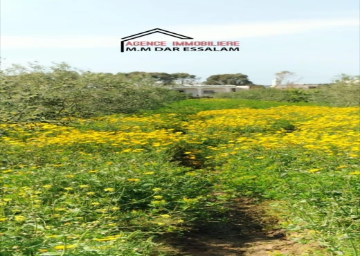 terrain À Vendre à NABEUL - terrain agricole avec une vila - Immobiliere.tn