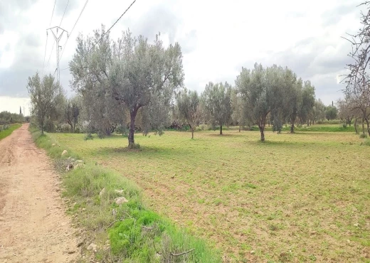 terrain À Vendre à MONASTIR - Terrain agricole à Moknine - Immobiliere.tn - Photo 8