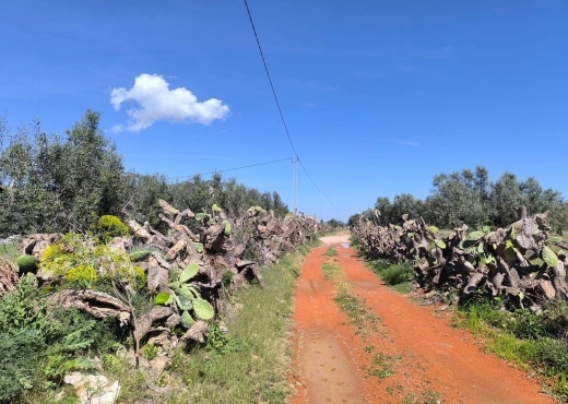 terrain À Vendre à MONASTIR - A vendre terrain agricole a - Immobiliere.tn - Photo 5