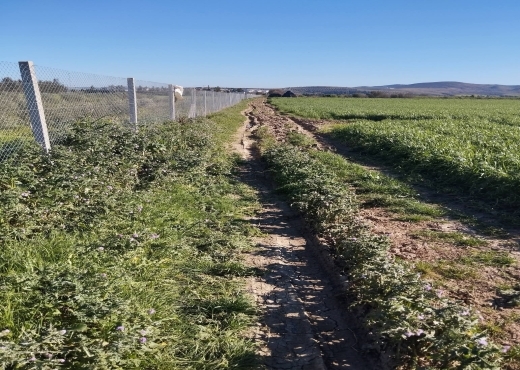 terrain À Vendre à ARIANA - A vendre terrain agricole a Sidi Thabet - Immobiliere.tn - Photo 4