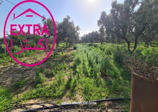 VENTE FERME CLÔTURÉ À DAROUFA