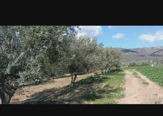 terrain À Vendre à ZAGHOUAN - société agricole à vendre - Immobiliere.tn - Photo 6