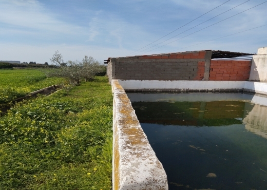 للبيع فيرمة لوز و زيتون و غلال أخرى