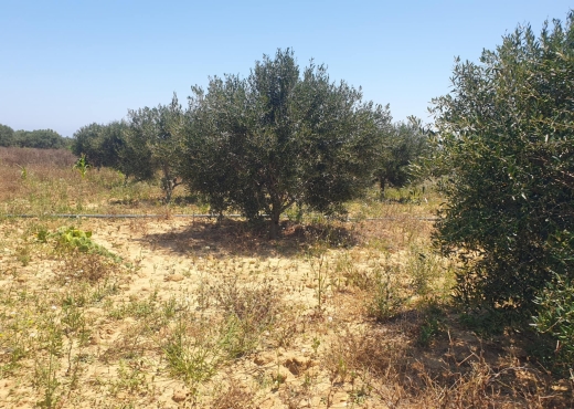 terrain a vendre