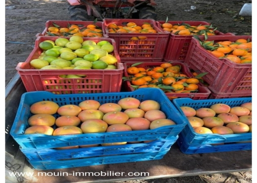 FERME BENI KHALLED 2 T1225