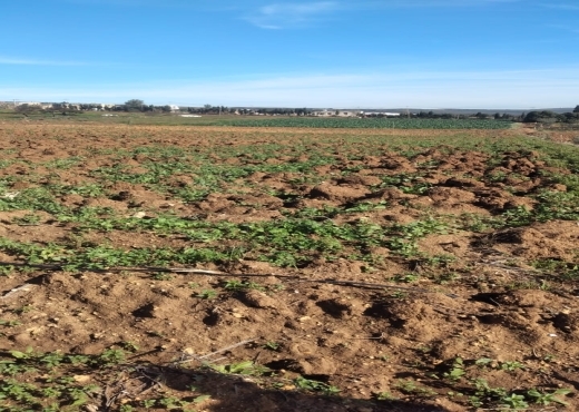 Terrain agricole constructible à Ghar El Melh