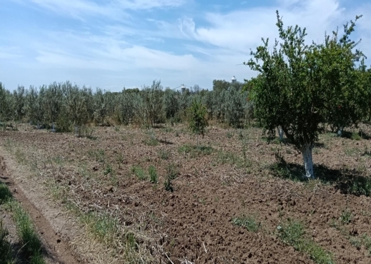 terrain agricole