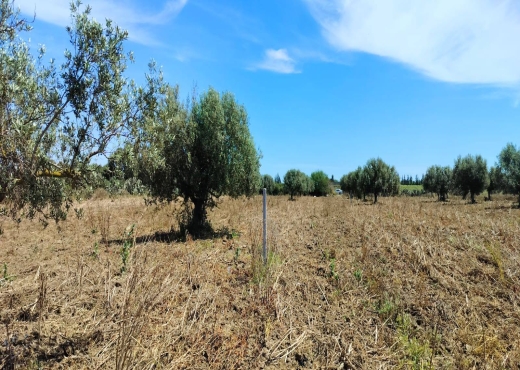 terrain a borj hfaiedh 2000 m