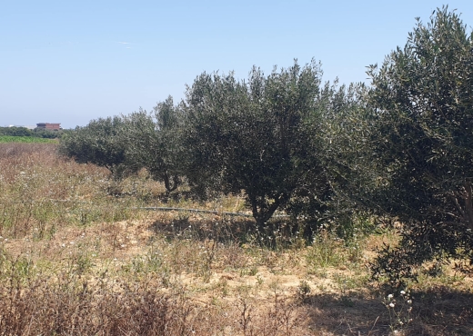 terrain a vendre