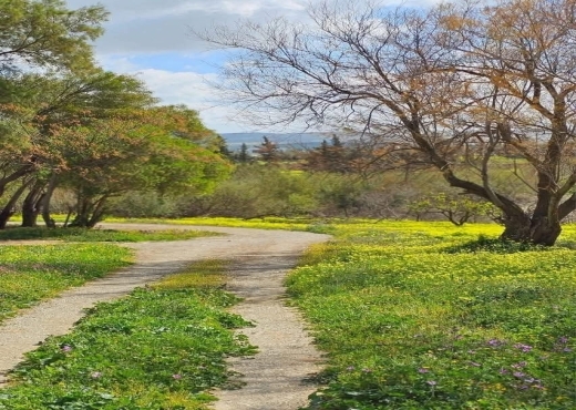 CEBELAT BEN AMMAR : TERRAIN A VENDRE