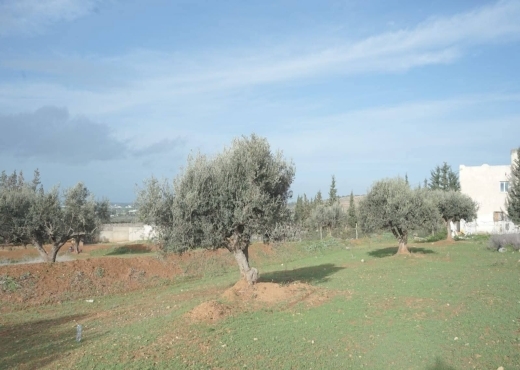 terrain À Vendre à ARIANA - A vendre terrain a Sidi Thabet - Immobiliere.tn - Photo 2