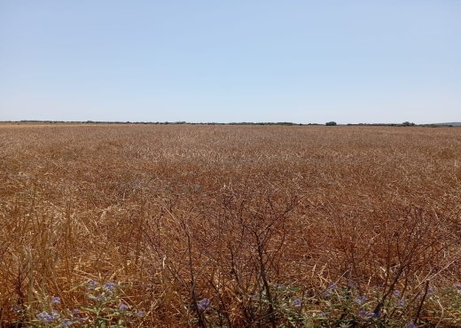 Terrain de 3600 m² à Ariana