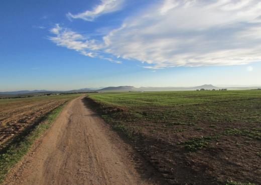 40 hectares pour la plantation d'o