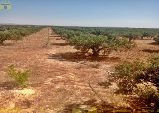 terrain À Vendre à NABEUL - 🌿 للبيع ضيعة فلاحية بطريق بوفيشة 🌿 - Immobiliere.tn - Photo 3