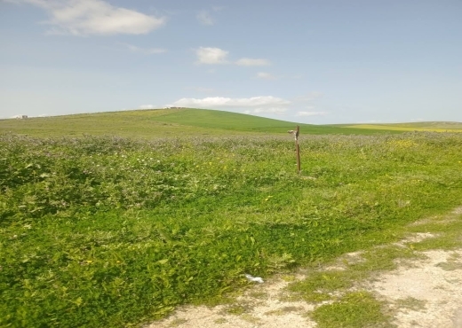 للبيع قطع أرض في سيدي ثابت-شرفش