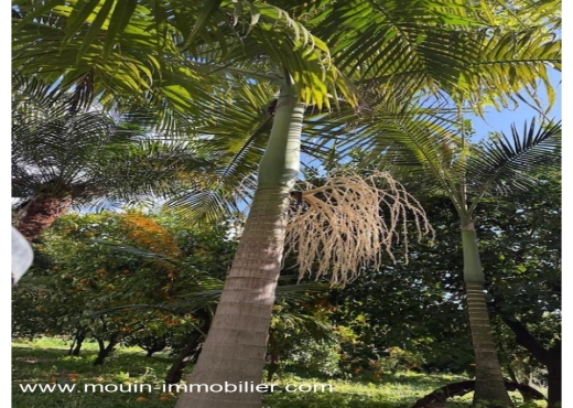 ferme À Vendre à NABEUL - Ferme Beni Khaled 2 T1225 Nabeul - Immobiliere.tn - Photo 9