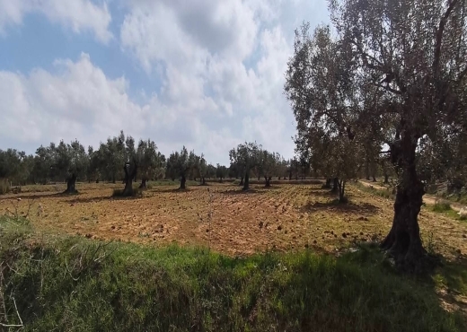 terrain À Vendre à MONASTIR - A vendre terrain agricole a Ksar Hlel - Immobiliere.tn