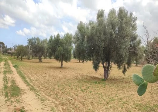 terrain À Vendre à MONASTIR - Terrain agricole à Moknine - Immobiliere.tn