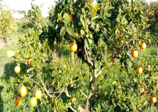 2 HECTARES clôturé
